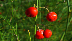 Asparagus officinalis